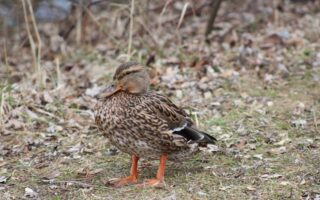 Bliv bedre til krydsord: Sprogtricks og tankegange