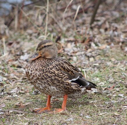 Bliv bedre til krydsord: Sprogtricks og tankegange